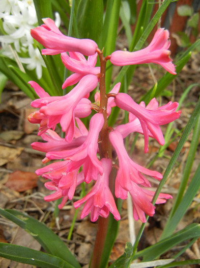 Hyacinth Jan Bos (2012, April 09)