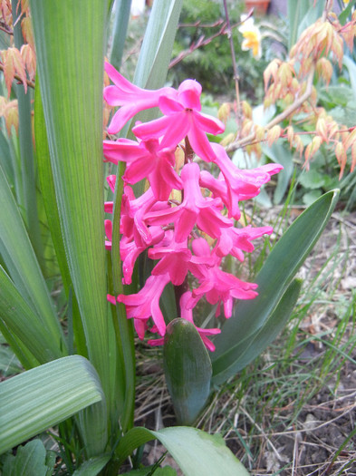 Hyacinth Jan Bos (2012, April 09)