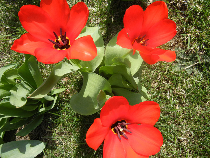 Tulipa Madame Lefeber (2012, April 04) - Tulipa Madame Lefeber
