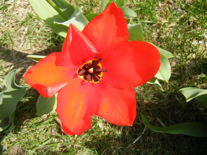 Tulipa Madame Lefeber (2012, April 04) - Tulipa Madame Lefeber