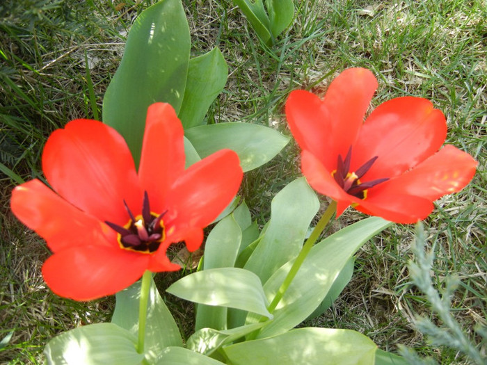 Tulipa Madame Lefeber (2012, April 04) - Tulipa Madame Lefeber