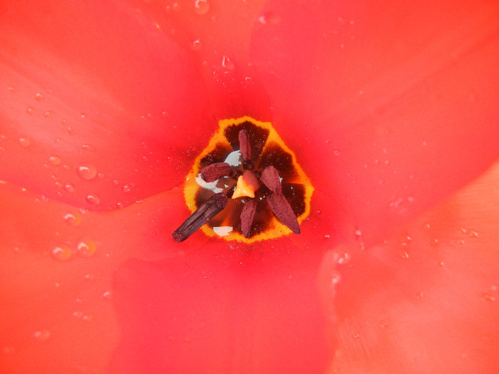 Tulipa Madame Lefeber (2012, April 06) - Tulipa Madame Lefeber