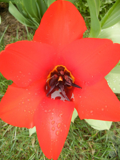 Tulipa Madame Lefeber (2012, April 06) - Tulipa Madame Lefeber