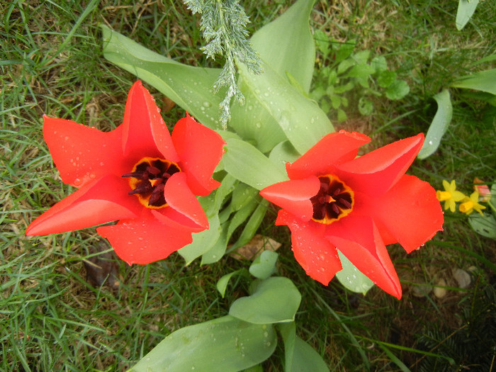 Tulipa Madame Lefeber (2012, April 06)