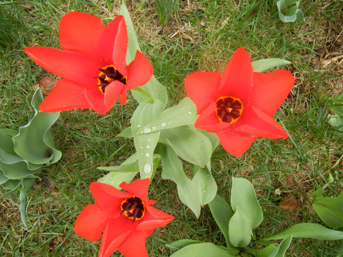 Tulipa Madame Lefeber (2012, April 06)