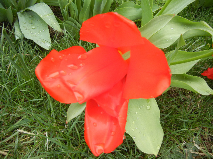 Tulipa Madame Lefeber (2012, April 09)