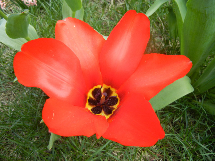 Tulipa Madame Lefeber (2012, April 10)