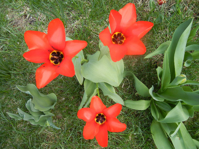 Tulipa Madame Lefeber (2012, April 10)