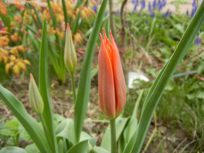 Tulipa Synaeda Orange (2012, April 09) - Tulipa Synaeda Orange