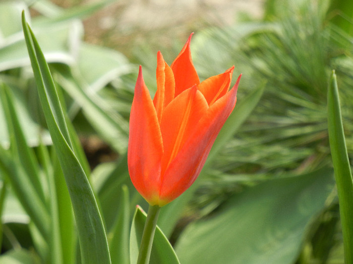 Tulipa Synaeda Orange (2012, April 10) - Tulipa Synaeda Orange