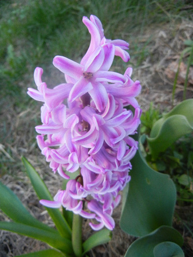 Hyacinth Splendid Cornelia (2012, Apr.08) - Hyacinth Splendid Cornelia