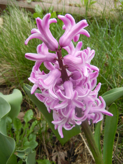 Hyacinth Splendid Cornelia (2012, Apr.09)
