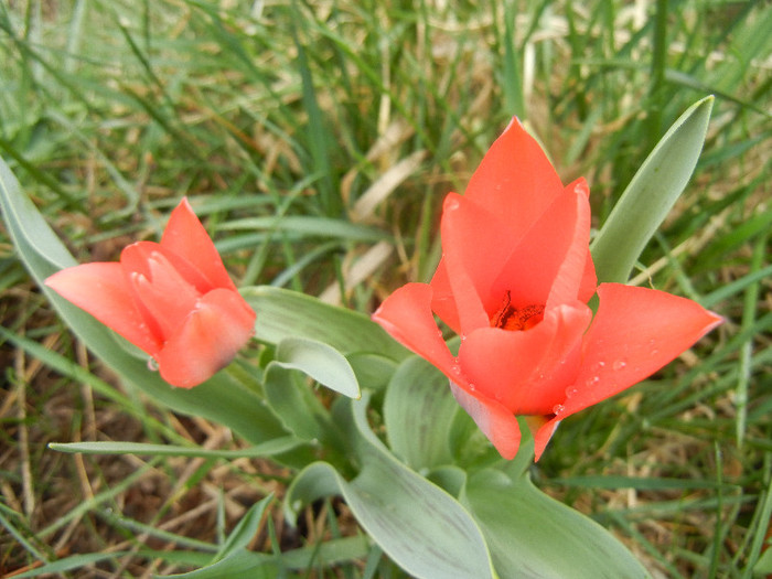 Tulipa Toronto (2012, April 06)