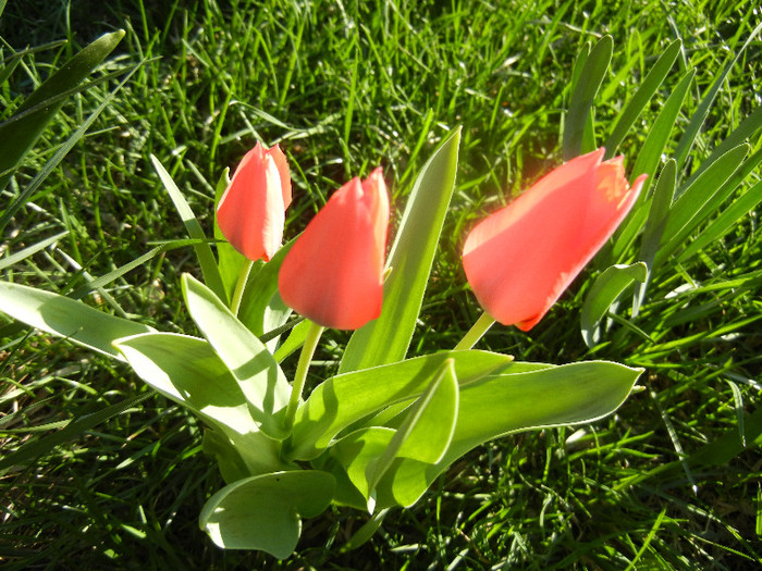 Tulipa Toronto (2012, April 08) - Tulipa Toronto