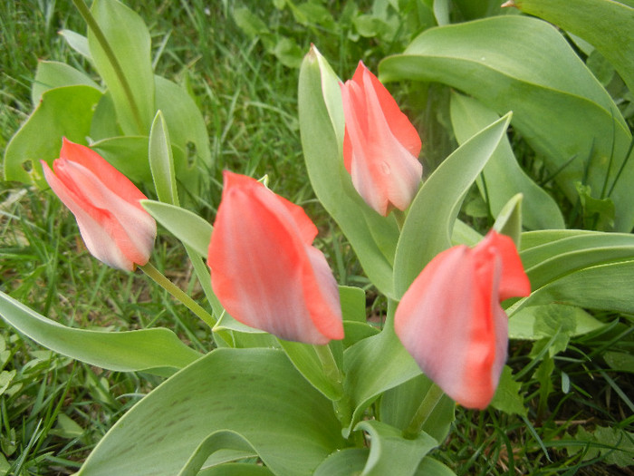 Tulipa Toronto (2012, April 09) - Tulipa Toronto