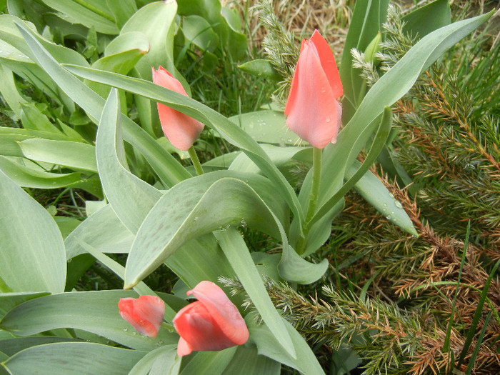 Tulipa Toronto (2012, April 09)
