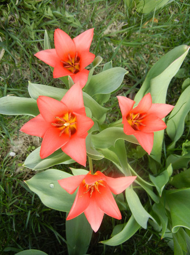 Tulipa Toronto (2012, April 10)