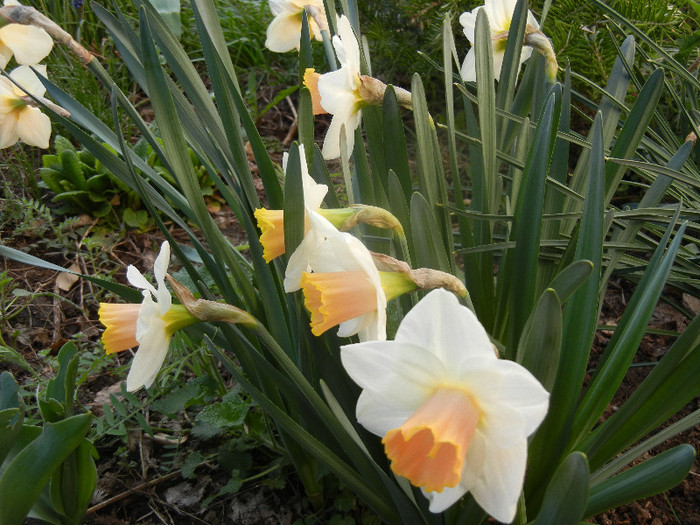 Daffodil Salome (2012, April 08) - Narcissus Salome