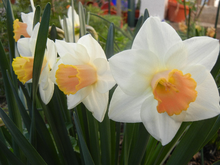 Narcissus Salome (2012, April 08) - Narcissus Salome