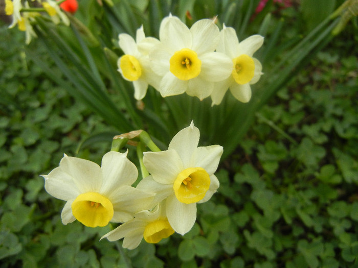 Narcissus Minnow (2012, April 09) - Narcissus Minnow