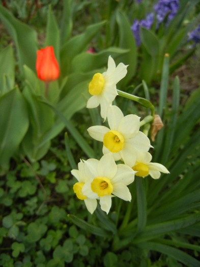 Narcissus Minnow (2012, April 09)