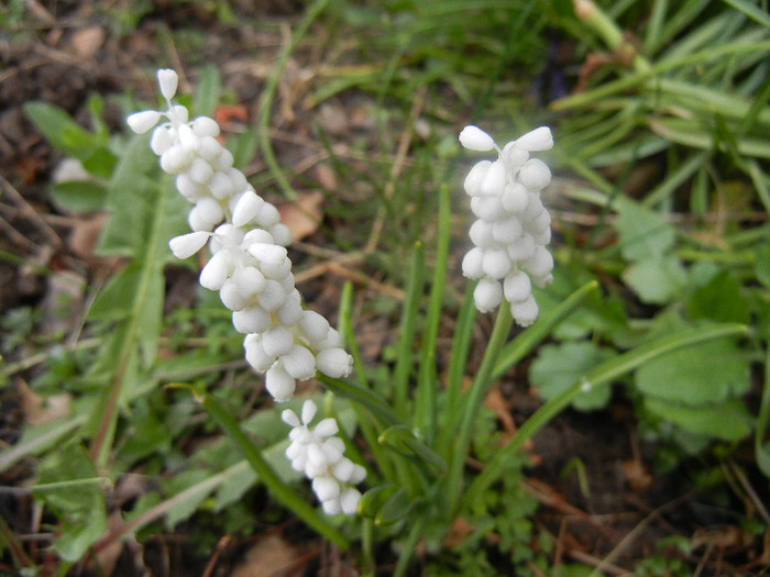 Muscari botryoides Album (2012, Apr.09)