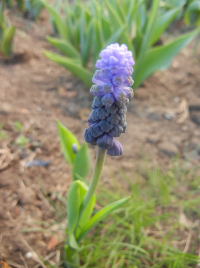 Muscari latifolium (2012, April 08)