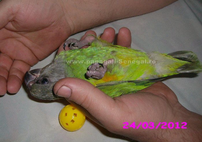 papagal senegal - papagali blanzi - Timisoara