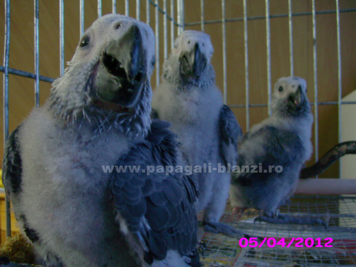 papagal jako 2012 - papagali blanzi Jako African Grey - Timisoara