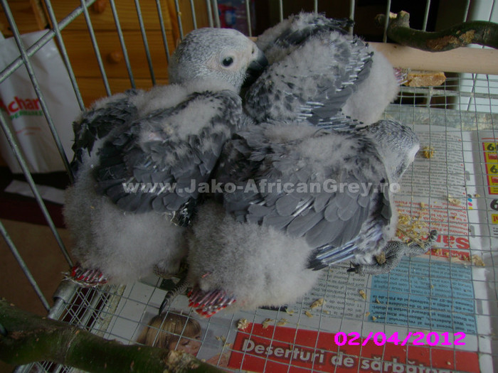 papagal jako 2012 - papagali blanzi Jako African Grey - Timisoara