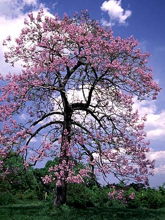 Royal Paulownia