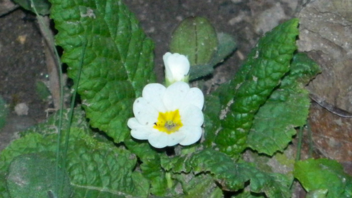 DSCN1973 - APRILIE 2012