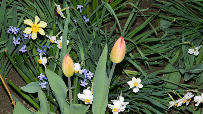 DSCN1976 - APRILIE 2012