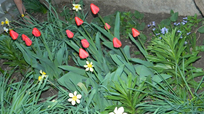 DSCN1977 - APRILIE 2012