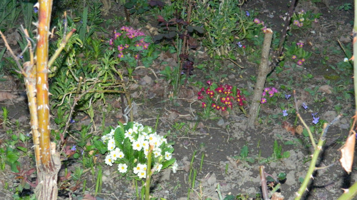 DSCN1985 - APRILIE 2012