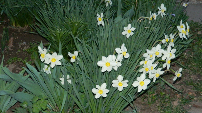 DSCN1986 - APRILIE 2012
