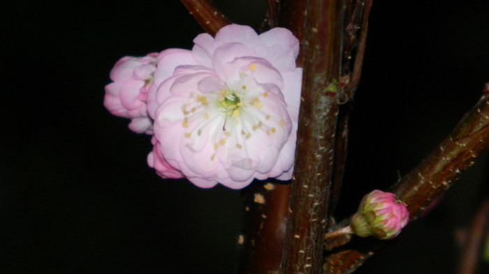 DSCN1991 - APRILIE 2012