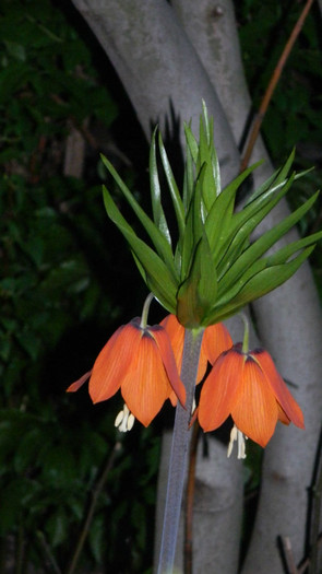 DSCN2010