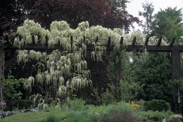 Wisteria alba - a- copaci si plante diverse pt Romania