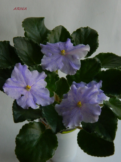 DSCN8031 - 0 violete africane-saintpaulia aprilie 2012