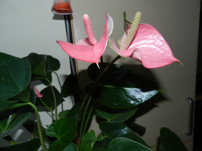 DSCN0256 - ANTHURIUM