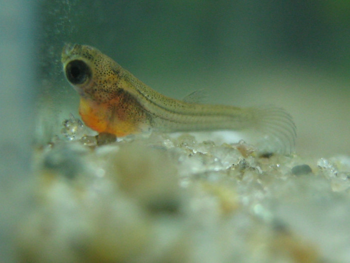 alevin de guppy, imediat dupa ce a fost fatat, cu sacul vitelin inca neresorbit. din el se va mai hr - Acvaristica