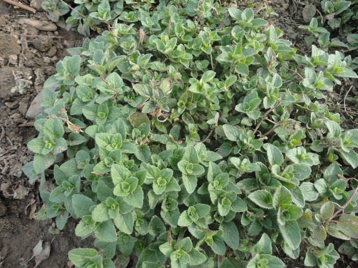 Oregano este peren (2012) - Plante aromatice si medicinale