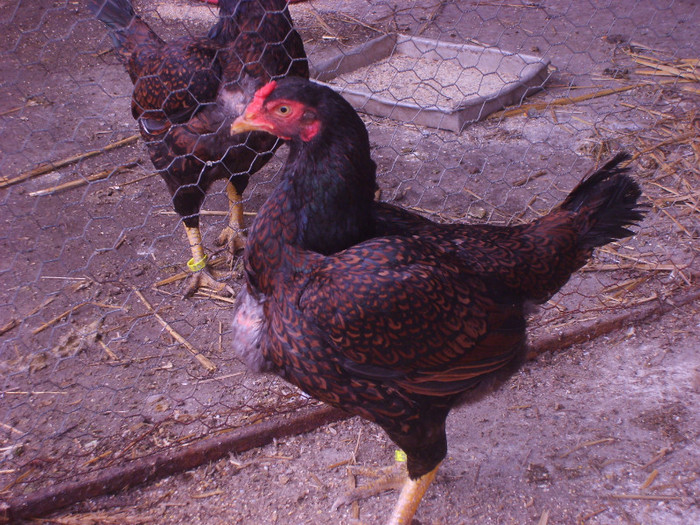 S6001050 - gaini de rasa 2012