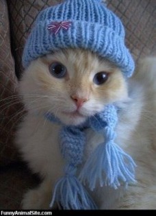 poze-pisici-animale-amuzante-218x300[1]