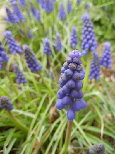 Muscari armeniacum (2012, April 09) - Muscari Armeniacum