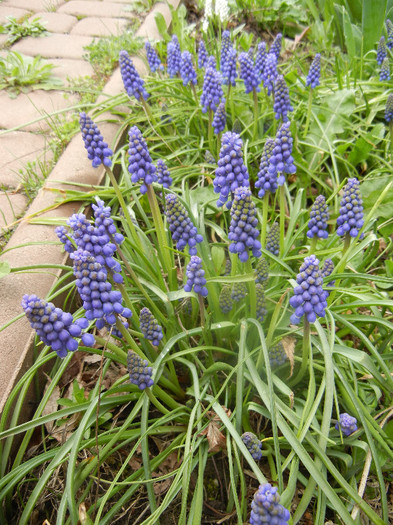 Muscari armeniacum (2012, April 09) - Muscari Armeniacum