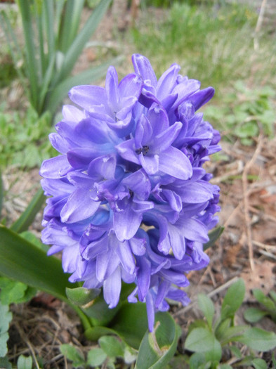 Hyacinth Peter Stuyvesant (2012, Apr.04) - Hyacinth Peter Stuyvesant