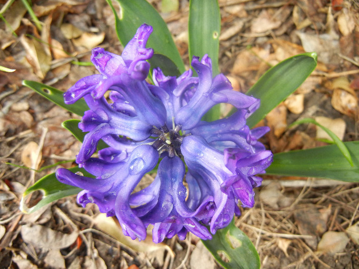 Hyacinth Peter Stuyvesant (2012, Apr.06) - Hyacinth Peter Stuyvesant