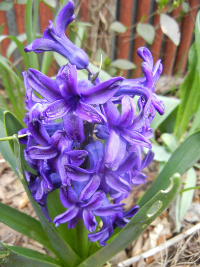 Hyacinth Peter Stuyvesant (2012, Apr.09) - Hyacinth Peter Stuyvesant